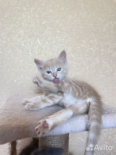Котята ищут дом