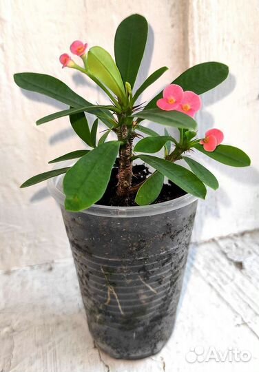 Молочай миля (эуфорбия)