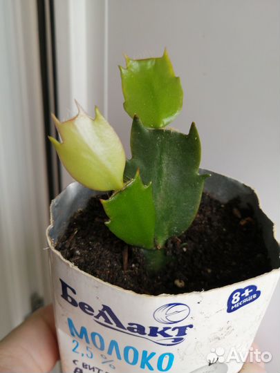 Декабрист шлюмбергера белый с розовым