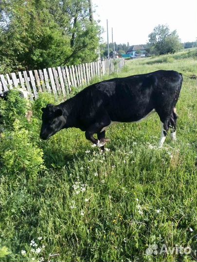 Продам корову. телку, быка