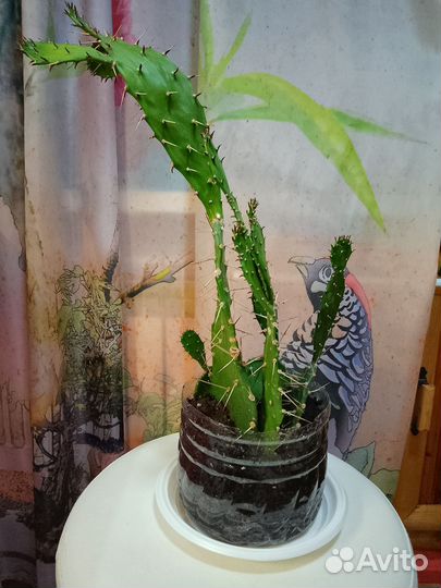 Кактус опунция
