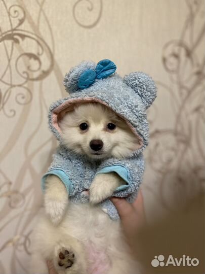 Белый померанский шпиц