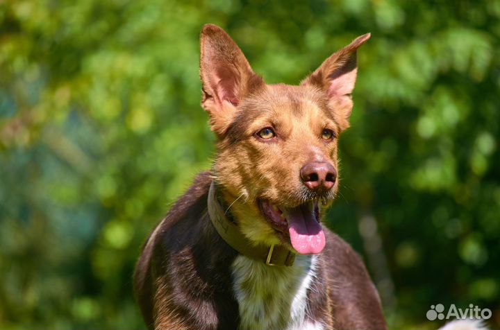 Шикарный Яков