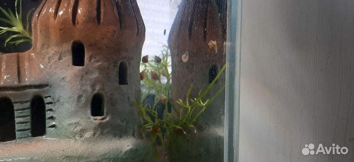 Улитки для аквариума