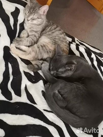 Котята с монастыря