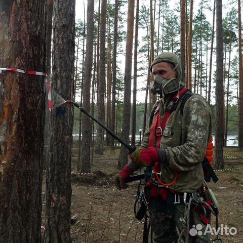 Уничтожение клопов тараканов, мышей, клещей кротов
