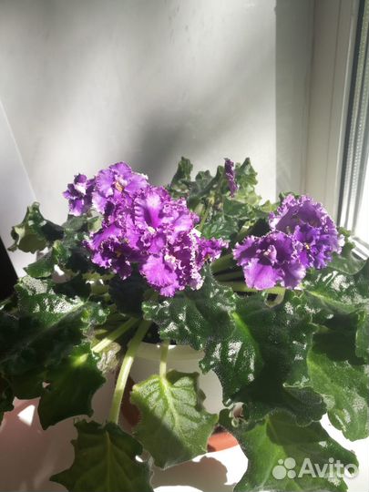 Комнатные цветы