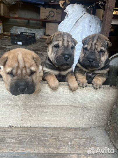 Щенки шарпей