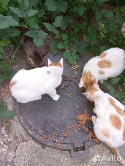 Кошки