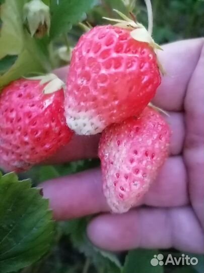 Кустики саженцы ремонтан.клубники малины рассада