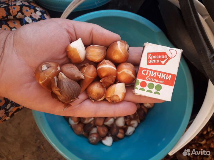 Луковицы тюльпанов(детки)