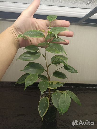 Фикусы Бенджамина