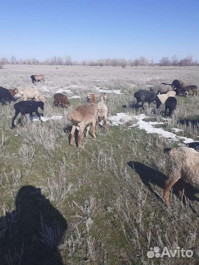 Баран производитель