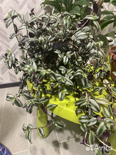 Традискснция)