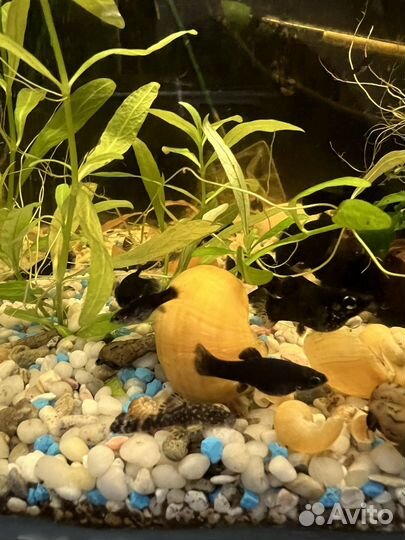 Сомики анциструсы и рыбки малинезии