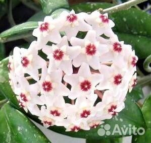 Хойя Bella, Tricolor(спорт) и Carnosa