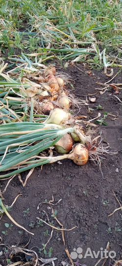 Лук репачтый