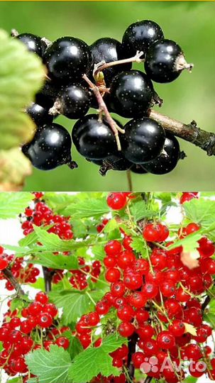 Смородина черная и красная на Вышке 2