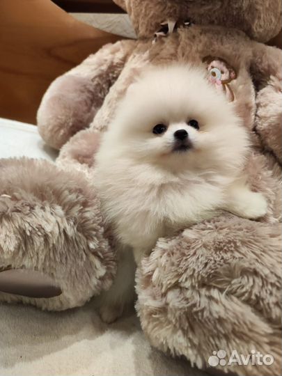 Померанский шпиц