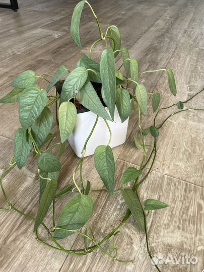 Эпипремнум себу блю