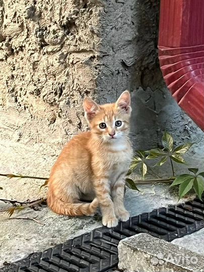 Серый красавчик в добрые руки