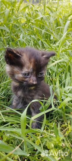 Кошечка в добрые руки