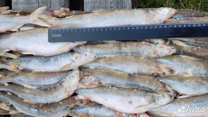 Свежая рыба корюшка