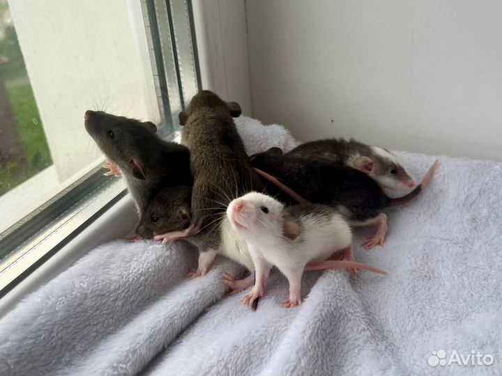 Крысята агути дамбо