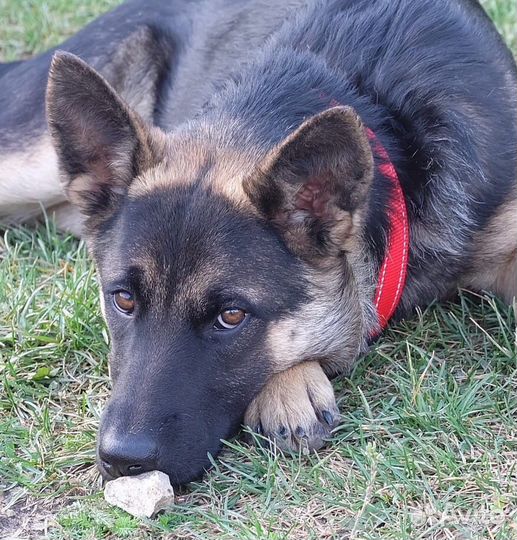 Щенки овчарки в дар 5мес