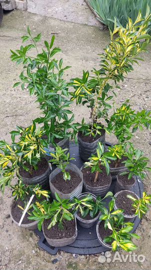 Бересклет пестролистный несколько штук в наличии