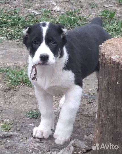 Среднеазиатская овчарка алабай щенки