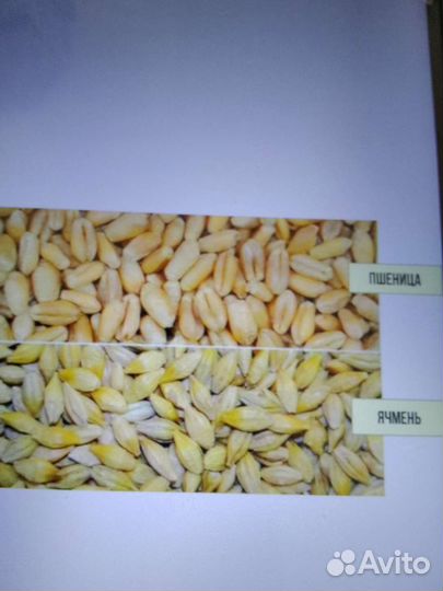 Зерно пшеница ячмень
