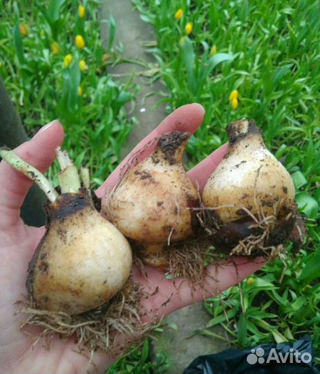 Луковицы тюльпанов