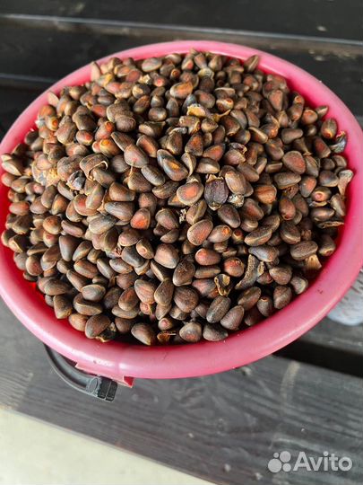 Орех кедровый