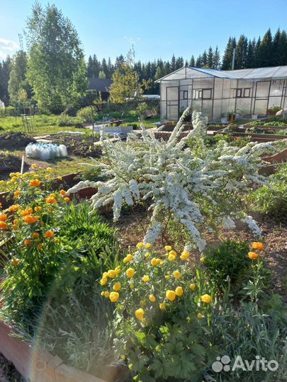 Цветы для дачи