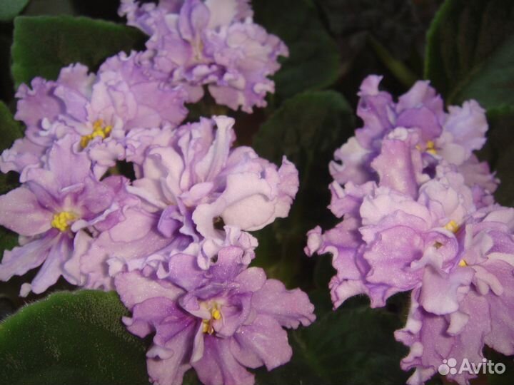 Сортовые фиалки