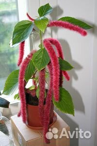 Акалифа Хиспида «Лисий хвост» не ампельная