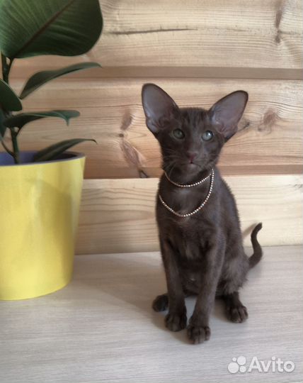 Ориентальные котята из питомника