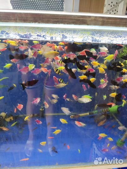 Рыбки аквариумные