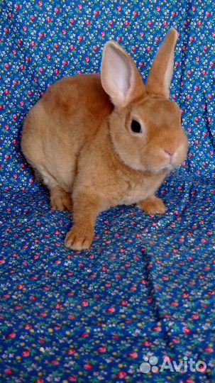 Карликовый рекс