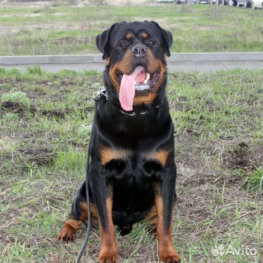 Вязка ротвейлера