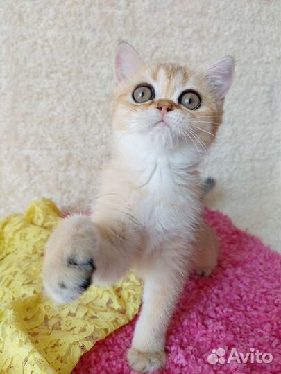 Шотландская девочка золотая шиншилла