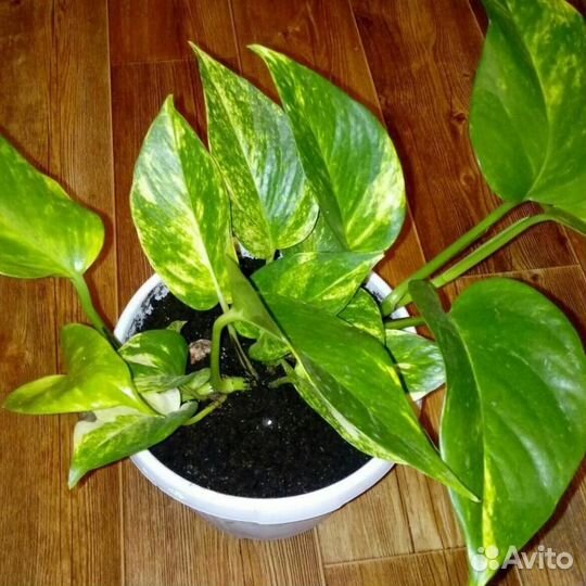 Эпипремнум 