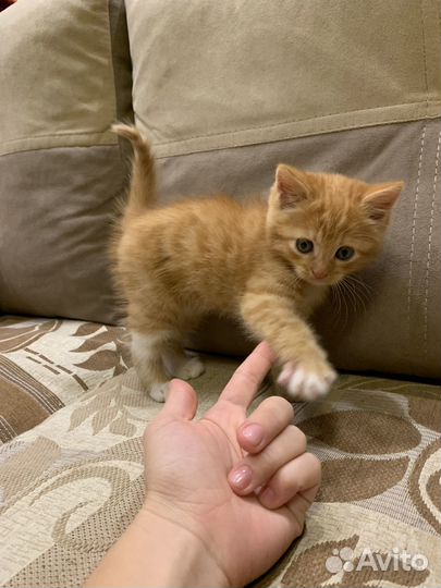 Рыжий котенок мальчик 1,5 месяца