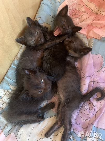 Котята в добрые руки