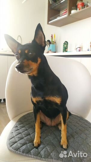 Пристрою тойчика