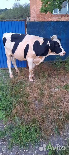 Быки на племя