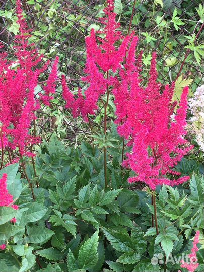 Многолетние растения для вашего сада