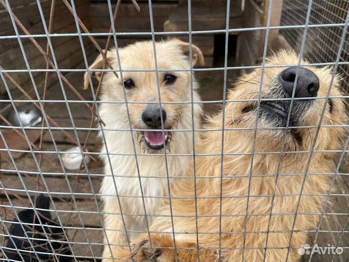 Маленькие собаки из приюта