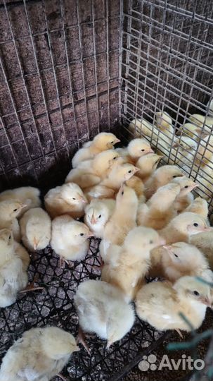 Гусята,утята,бройлеры, цыплята